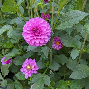 Jordan Vineyard & Winery - Lovely dahlias on the grounds - Wine Tours Near Me - Healdsburg, California