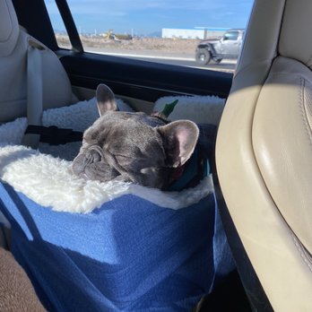 Bogart's Bone Appetit - Post bath crash - Pet Groomers Near Me - Las Vegas, Nevada