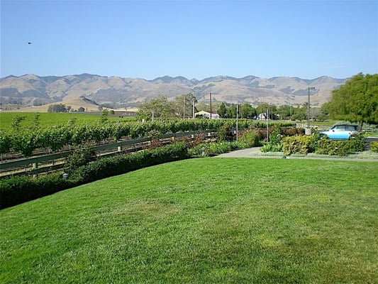 Edna Valley Vineyard by null