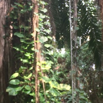 Biosphere 2 - Rain forest - Museums Near Me - Oracle, Arizona