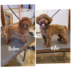 The Furry Paw Spa - A cut we can do