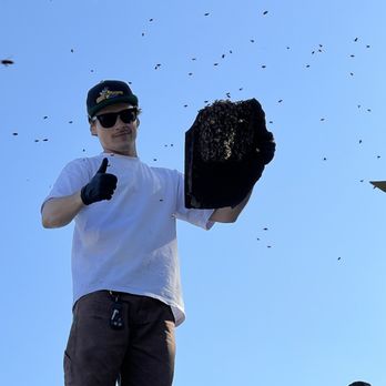 Bee Removal Pros - Pest Control Near Me - Murrieta, California Bee Removal Pros - Pest Control Near Me - Murrieta, California