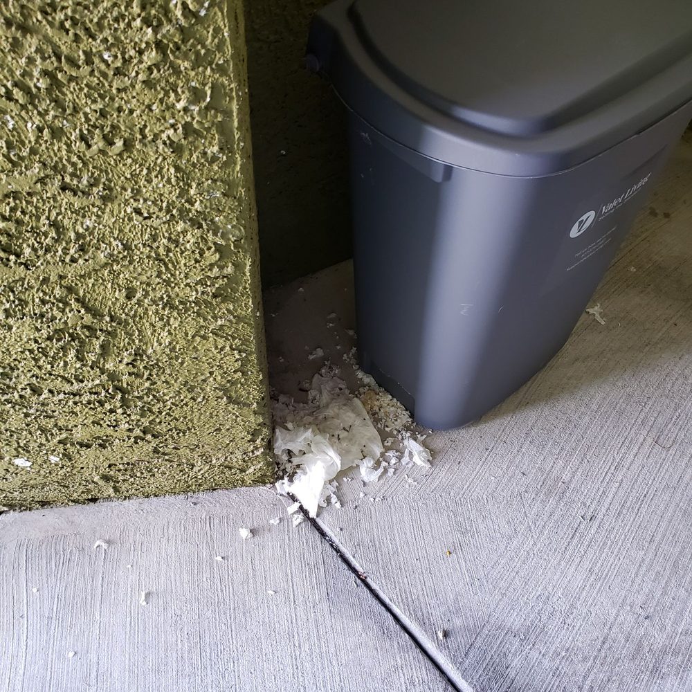 Falling Water Apartments - Rats making holes in trash can and pulling trash out - Apartments Near Me - Las Vegas, Nevada Falling Water Apartments - Rats making holes in trash can and pulling trash out - Apartments Near Me - Las Vegas, Nevada