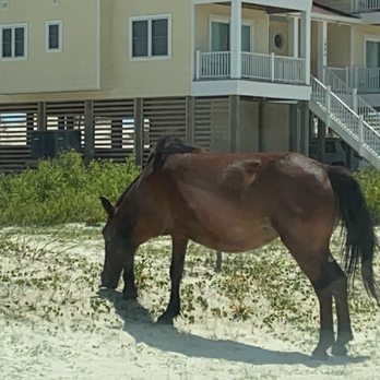 Good Vibrations Beach Rides - Grass it's what's for lunch. - Car Rental Near Me