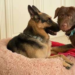 Titan, my beloved 19 month old chocolate lab boy! Thank you, Adrian, for bringing him into my life! Titan, my beloved 19 month old chocolate lab boy! Thank you, Adrian, for bringing him into my life!