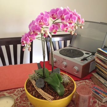 La Petite Gardenia - One of my home orchids supplied by Le Petit Gardenia - Florists Near Me - Los Angeles, California La Petite Gardenia - One of my home orchids supplied by Le Petit Gardenia - Florists Near Me - Los Angeles, California