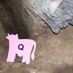 Kluterthöhle - Dies ist Kunst_Ein Kuh