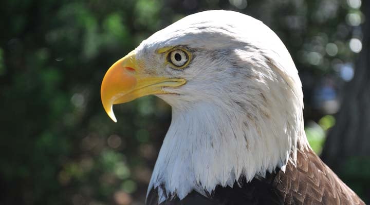 Wings Over America - social services organization in Laurel, MD