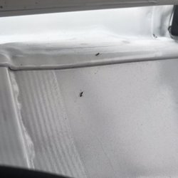 National Car Rental - ANT INFESTATION!!