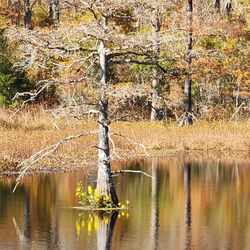 Dungannon Heritage Preserve - Breath taking view from the boardwalk