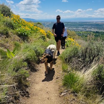The Noble Dogs - Pet Training Near Me - San Diego, California The Noble Dogs - Pet Training Near Me - San Diego, California