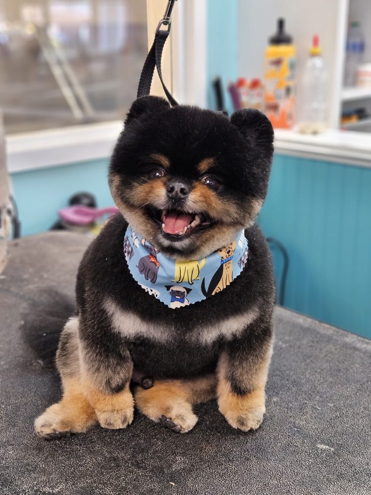 happy dog grooming studios Image