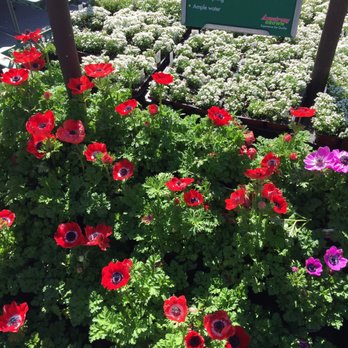 Armstrong Garden Centers - Nurseries & Gardening Near Me - Newport Beach, California