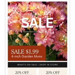 English Gardens - Garden Chrysanthemums This Week @ $1.99.  9/17/2024
