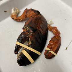 Valley Fish Co - Huge Lobster Claw