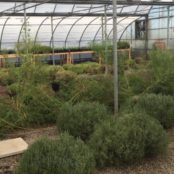 Neob Lavender - Greenhouse tour - Farms Near Me - Niagara-on-the-Lake, Ontario