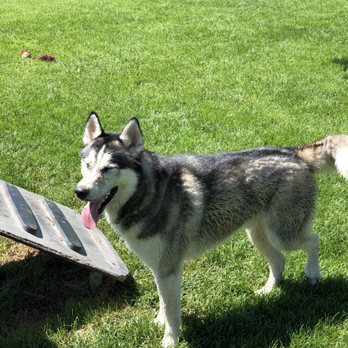 Morse Dog Park - Dog Parks Near Me - Elk Grove, California