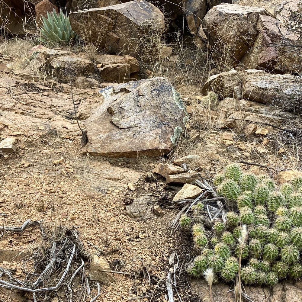 Green Gulch Trailhead - December cactus along dry creek bed of #43 - Hiking Near Me - Dewey, Arizona