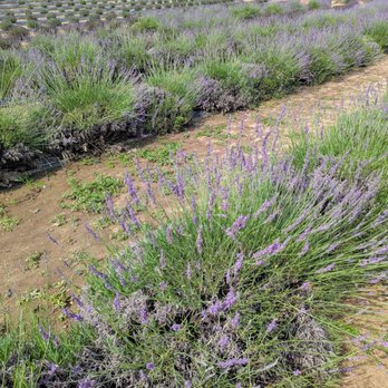 Ocimeae Lavender Farm - Farms Near Me - Webberville, Michigan