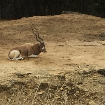 Dallas Zoo - Zoos Near Me - Dallas, Texas Dallas Zoo - Zoos Near Me - Dallas, Texas