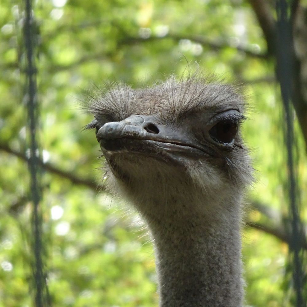 ZOO BERLIN - Ostrich - Zoos Near Me - Berlin, BE ZOO BERLIN - Ostrich - Zoos Near Me - Berlin, BE
