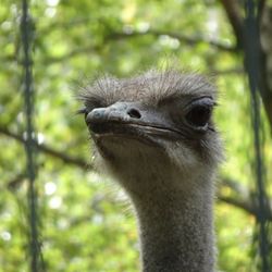 ZOO BERLIN - Ostrich