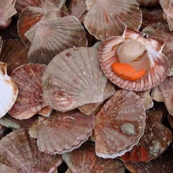 Poissonnerie Quoniam