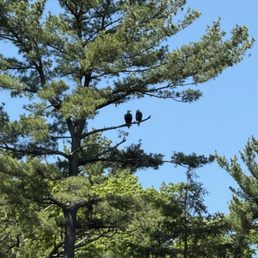 Bald eagle sightings by the crew Bald eagle sightings by the crew