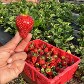 1st Fruits Farm - We harvest strawberries everyday for farm pickups. Call to place an order. - Fruits & Veggies Near Me - Temecula, California 1st Fruits Farm - We harvest strawberries everyday for farm pickups. Call to place an order. - Fruits & Veggies Near Me - Temecula, California