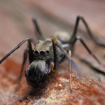 Zizza Pest Control - Many people do not fear spiders and are either attracted to them or just have no problem killing them... - Pest Control Near Me Zizza Pest Control - Many people do not fear spiders and are either attracted to them or just have no problem killing them... - Pest Control Near Me