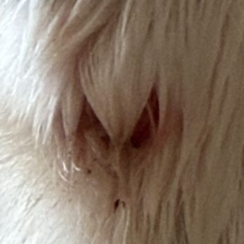 Petco - My dog ripped off nail. - Pet Training Near Me - Alpharetta, Georgia