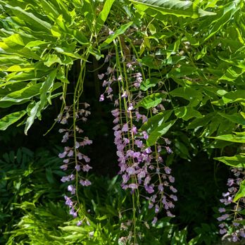 Abkhazi Garden - Botanical Gardens Near Me - Victoria, British Columbia