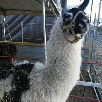 Frosty's Forest Pumpkin Patch - Petting zoo and silly llamas - Attraction Farms Near Me - Chino, California Frosty's Forest Pumpkin Patch - Petting zoo and silly llamas - Attraction Farms Near Me - Chino, California