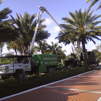 david's tree service yelp