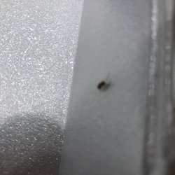 Huddle House - This was crawling on the table during our meal.