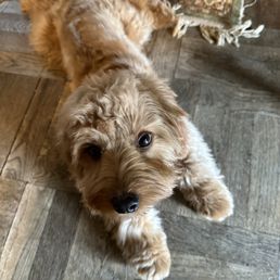 Puppy after grooming services