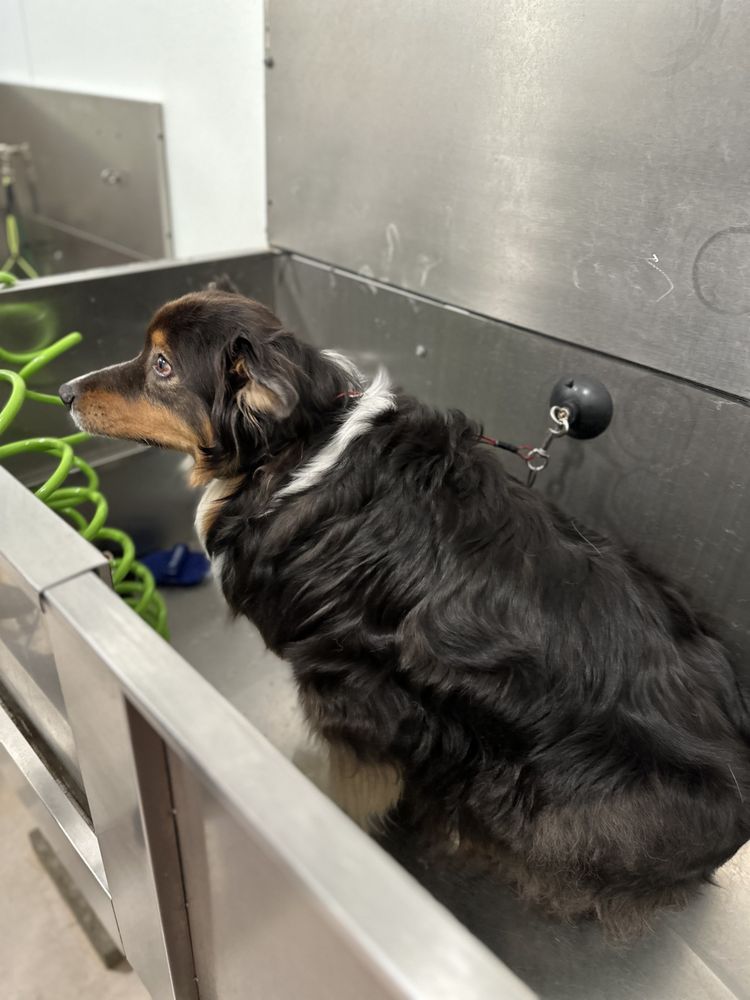 WEBLESS GROMMING SERVICE Updated April 2024 San Jose, California