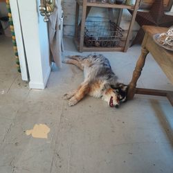 What an amazing dog!