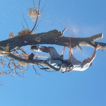 Patriot Tree Service - Tree Services Near Me - Allen, Texas Patriot Tree Service - Tree Services Near Me - Allen, Texas