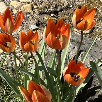 Heronswood Garden - Rate tulip - Botanical Gardens Near Me - Kingston, Washington
