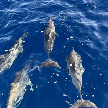 Trilogy Excursions - Spinner dolphins - Snorkeling Near Me - Lahaina, Hawaii Trilogy Excursions - Spinner dolphins - Snorkeling Near Me - Lahaina, Hawaii