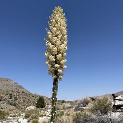 Martinez Mountain