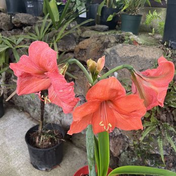 Kula Botanical Gardens - Beautiful flower - Parks Near Me - Kula, Hawaii