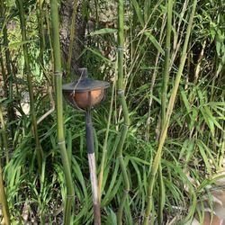 Bamboo Mountain Nursery - Bamboo
