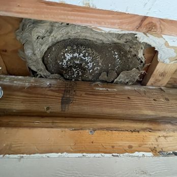 Exterminex Pest Control - Super Nest - Pest Control Near Me - Massapequa, New York Exterminex Pest Control - Super Nest - Pest Control Near Me - Massapequa, New York