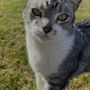Photo of Serenity Vet Services