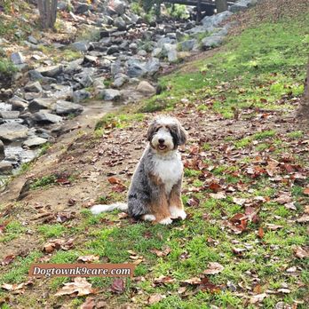Dogtown K9 Care - Pet Training Near Me Dogtown K9 Care - Pet Training Near Me
