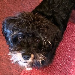 Westland Dog Food - Schnoodle from Westland Dog Food