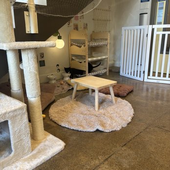 Nabi Cat Cafe - water bowls - Themed Cafes Near Me - Santa Clara, California Nabi Cat Cafe - water bowls - Themed Cafes Near Me - Santa Clara, California