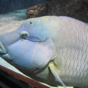 Seattle Aquarium - Aquariums Near Me - Seattle, Washington Seattle Aquarium - Aquariums Near Me - Seattle, Washington